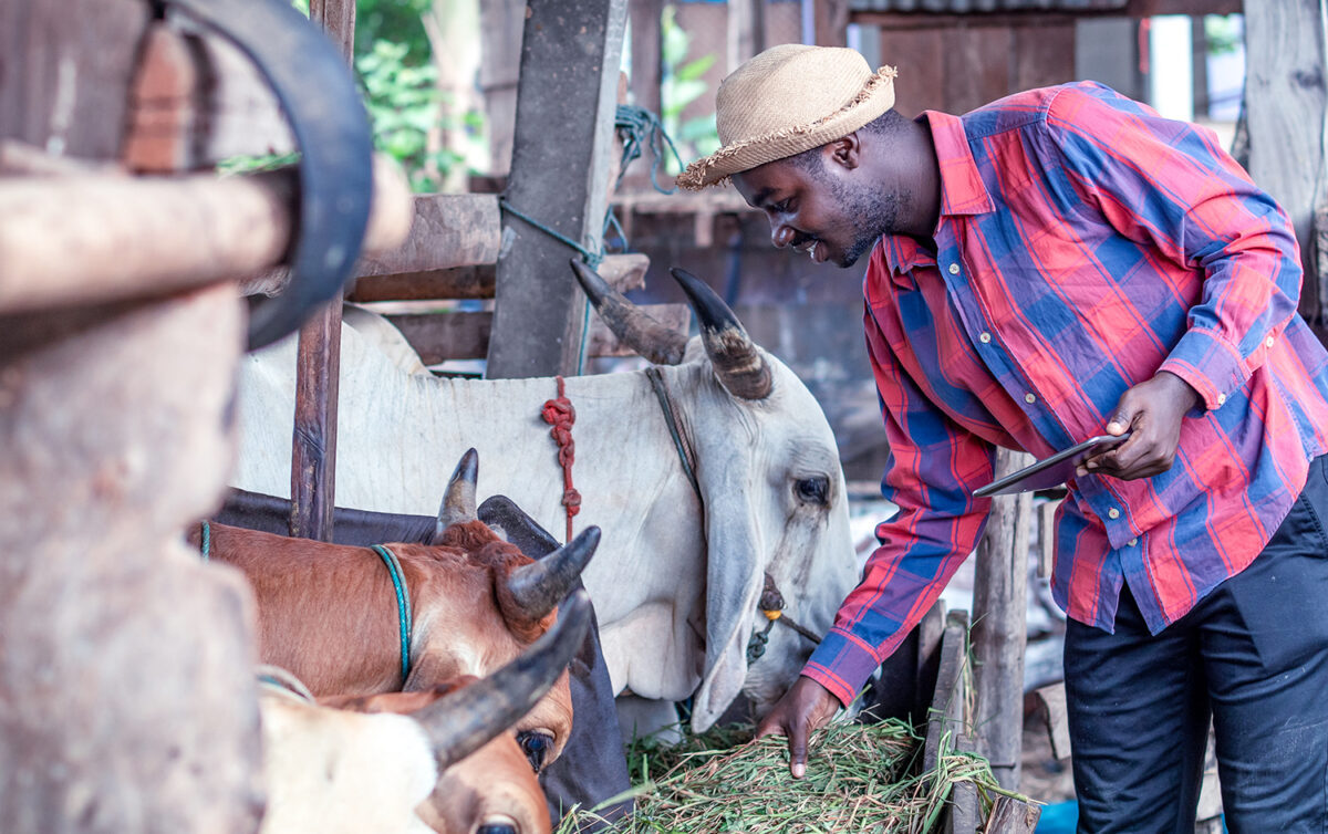 Comment se lancer dans la production de lait en Afrique ?