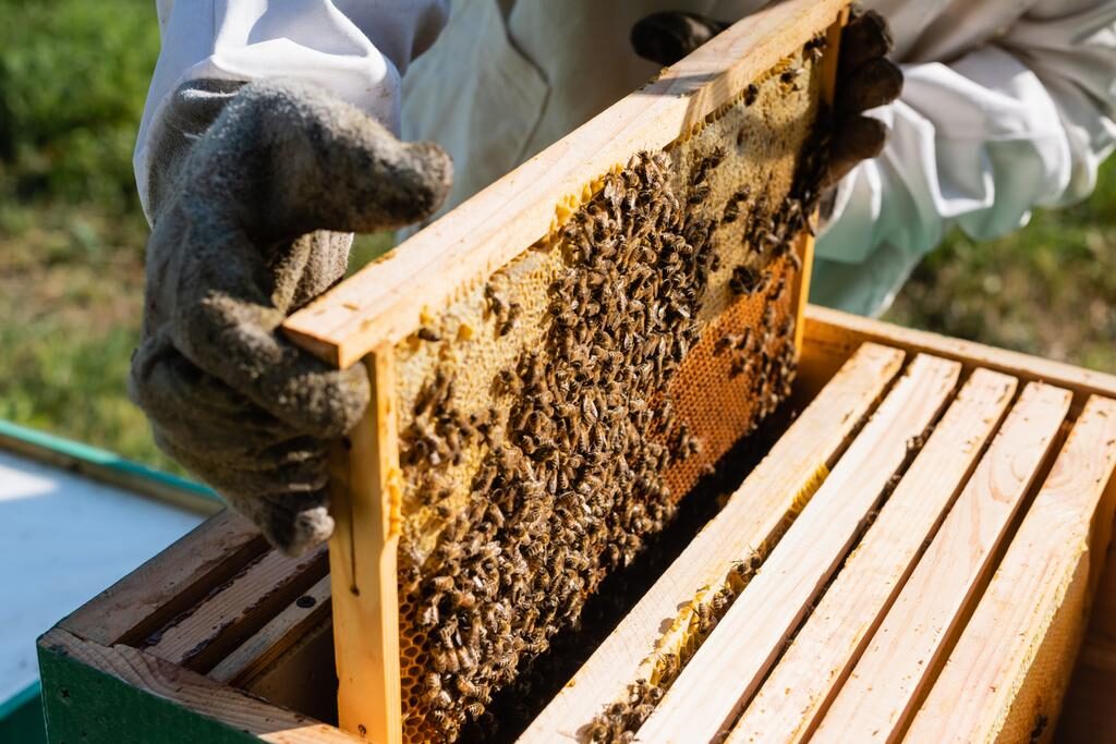 L’apiculture en Afrique : comment se lancer dans l&rsquo;élevage des abeilles ?