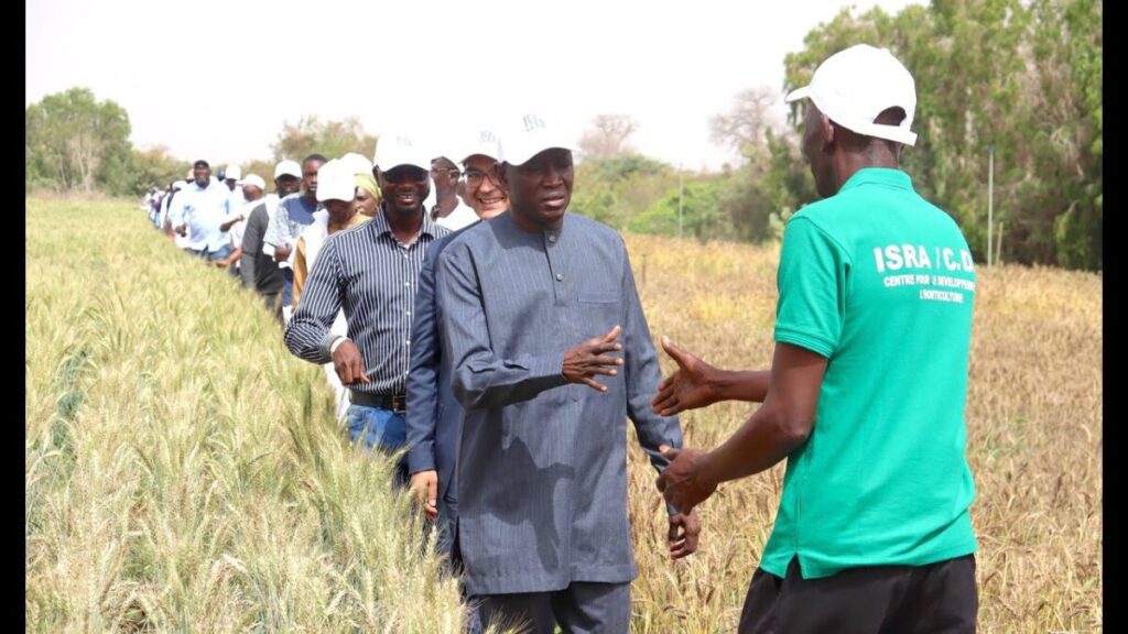 Dans quoi investir en côte d'ivoire : dans la culture du blé 