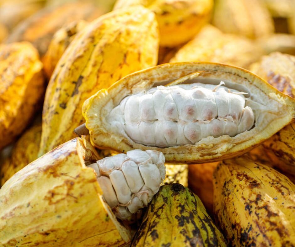 Comment se lancer dans la transformation de cacao en Afrique ?