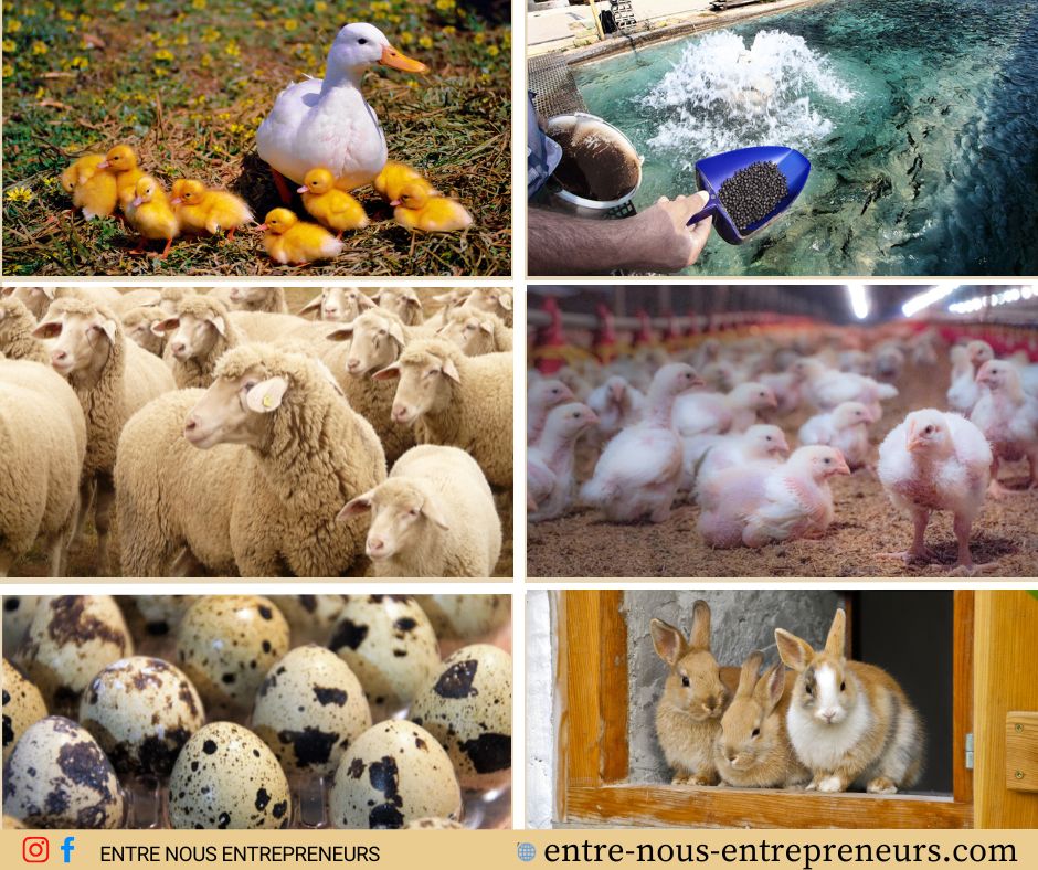 10 idées de business dans l'élevage à lancer en afrique