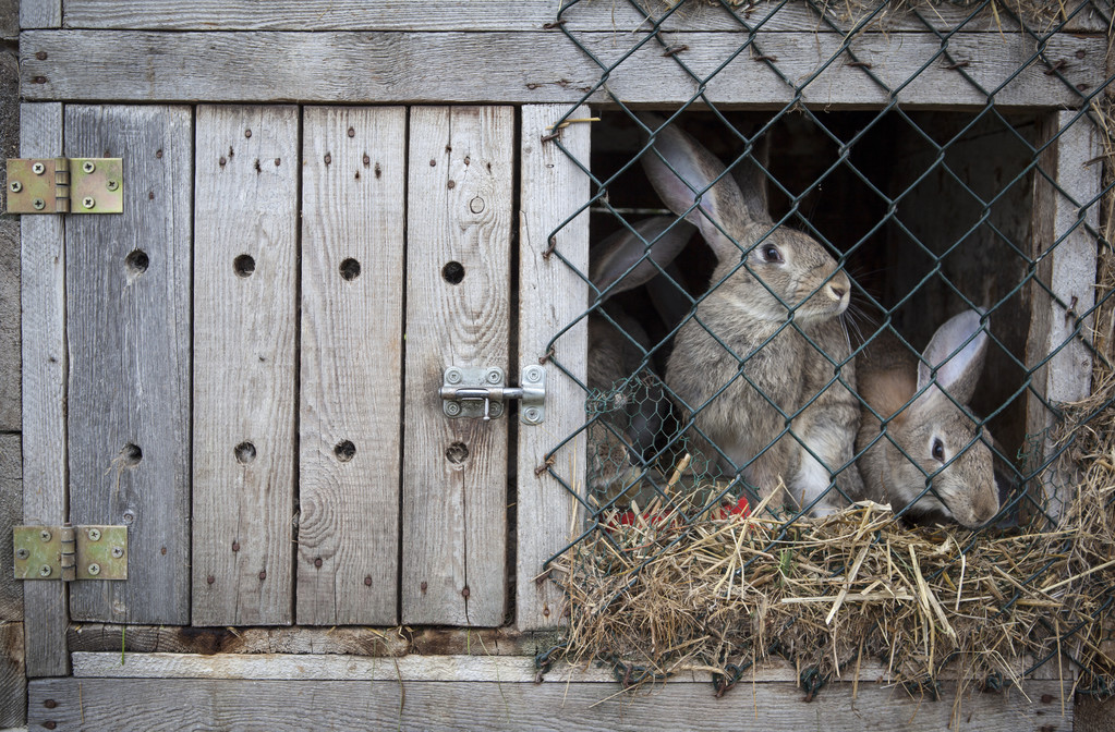 Matériel élevage des lapin
