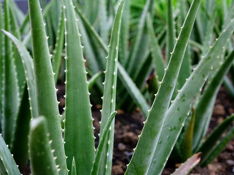 Aloe Vera : Liste des plantes médicinales avec photos et leurs vertus