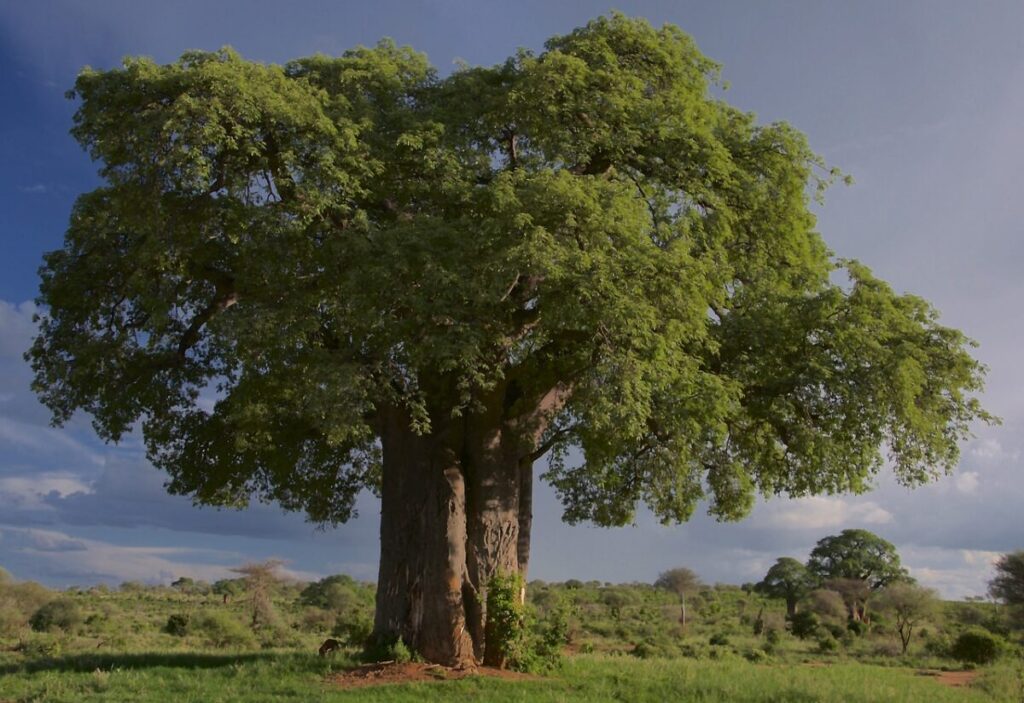 Baobab : Liste des plantes médicinales avec photos et leurs vertus