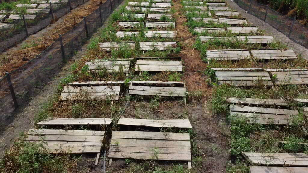 Comment se lancer dans l’élevage des Escargots en Afrique : Matériels et Fiche Technique