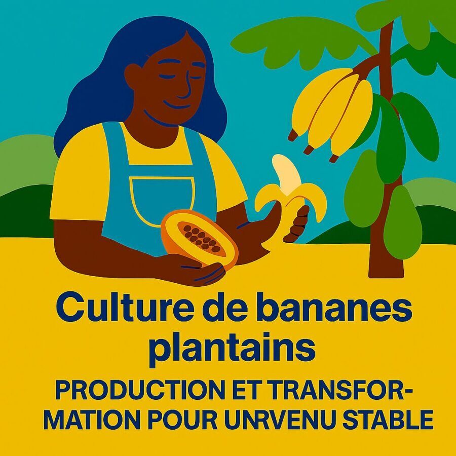 Culture de bananes plantains : faire la production et transformation