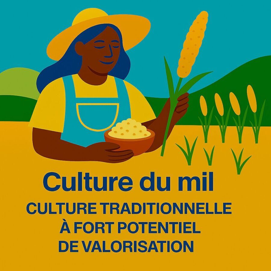 Culture du mil : culture traditionnelle à fort potentiel de valorisation