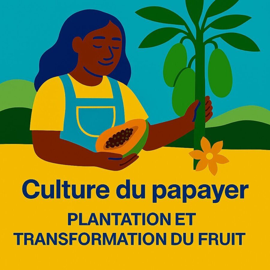 Culture du papayer : Faire la plantation et transformation du fruit