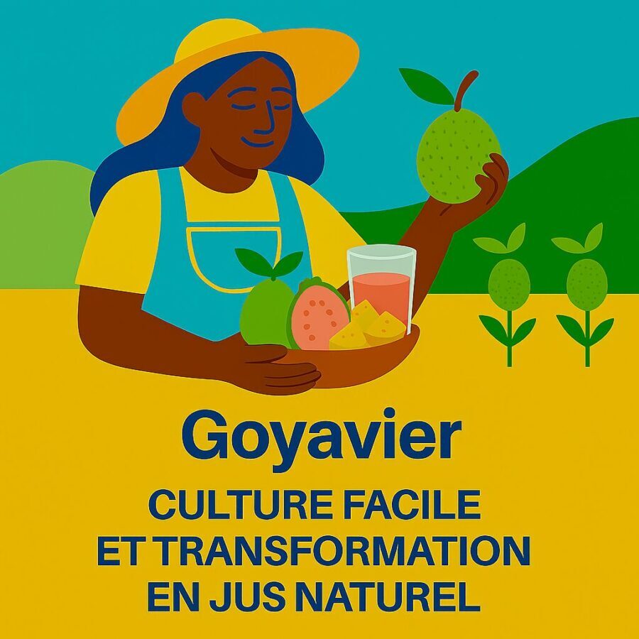 Goyavier : culture facile et transformation en jus naturel