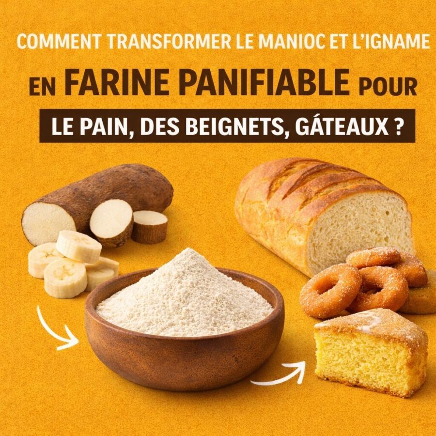 Comment transformer les tubercules en farine panifiable pour le pain, des beignets ?